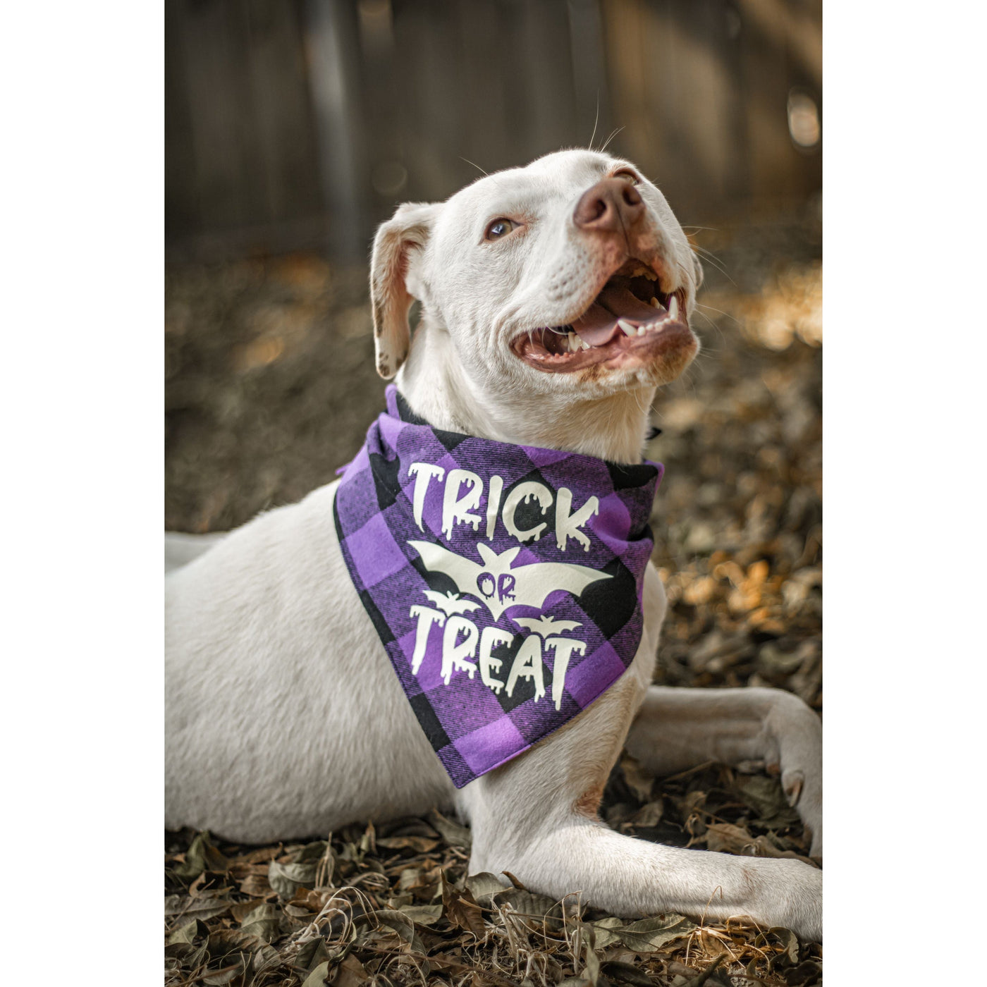 Ready to Ship | Halloween Dog Triangle Collar/Scarf*
